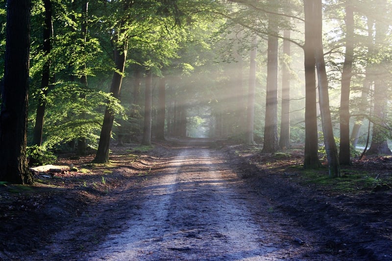 Forest Clearing